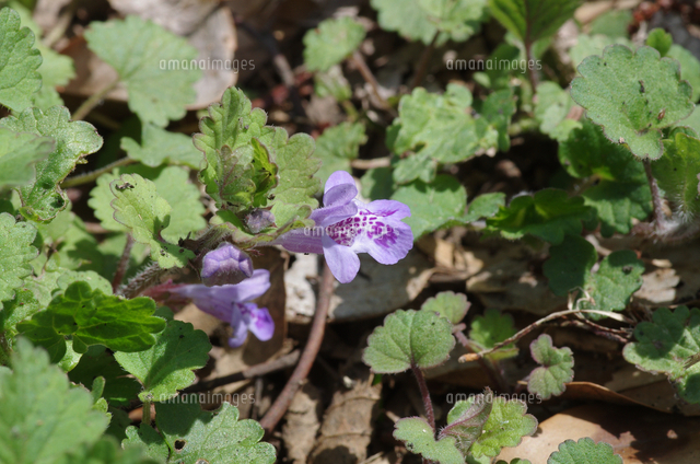 カキドオシの花のアップ の写真素材 イラスト素材 アマナイメージズ