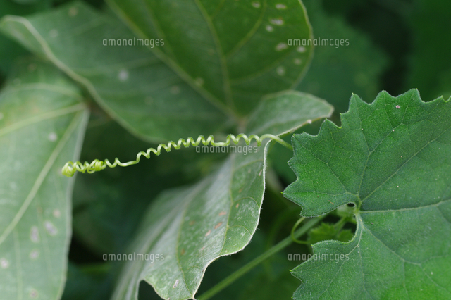カラスウリのツル の写真素材 イラスト素材 アマナイメージズ
