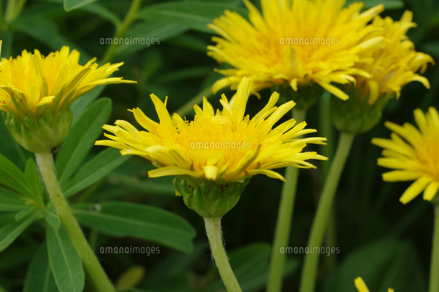 カントウタンポポの花 の写真素材 イラスト素材 アマナイメージズ