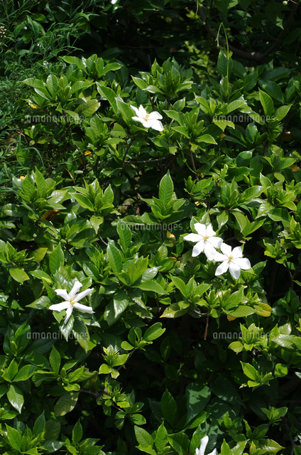 クチナシの花 の写真素材 イラスト素材 アマナイメージズ