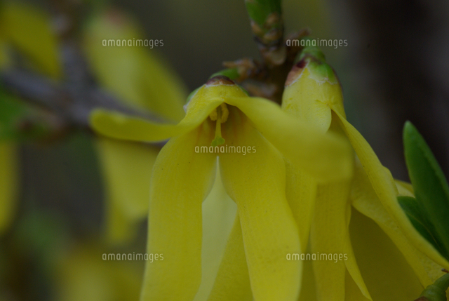 シナレンギョウ 花のアップ の写真素材 イラスト素材 アマナイメージズ