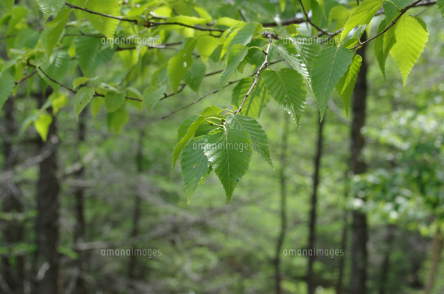 ダケカンバ 葉のアップ の写真素材 イラスト素材 アマナイメージズ