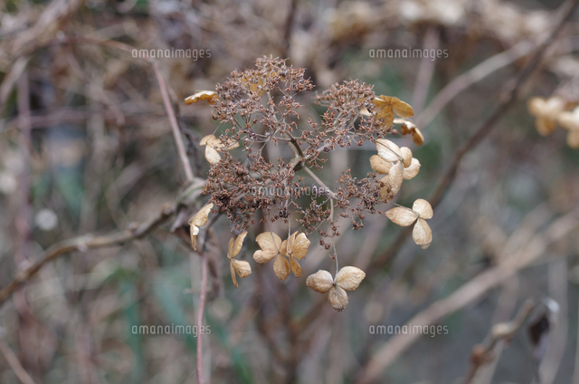 タマアジサイの果実 冬枯れ の写真素材 イラスト素材 アマナイメージズ
