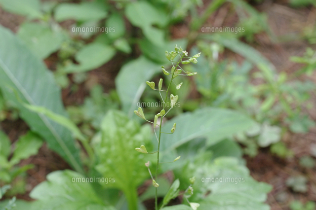 ナズナ 果実のアップ の写真素材 イラスト素材 アマナイメージズ