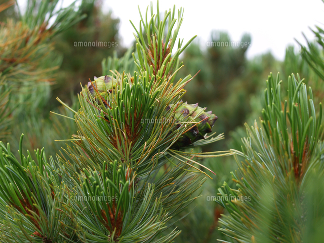 ハイマツの若い実 の写真素材 イラスト素材 アマナイメージズ
