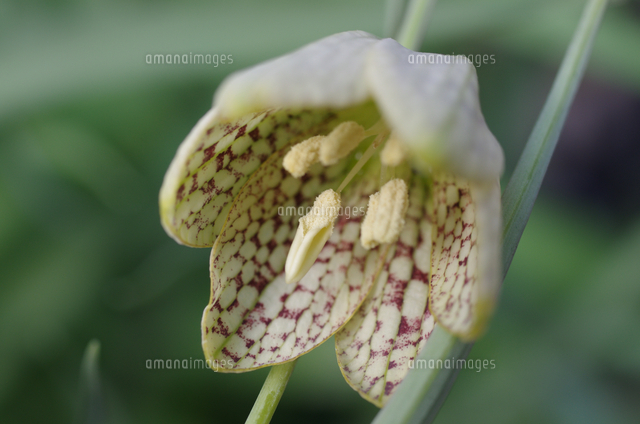 バイモ 花のアップ の写真素材 イラスト素材 アマナイメージズ