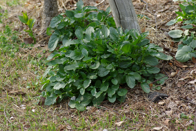 ハルザキヤマガラシの葉 の写真素材 イラスト素材 アマナイメージズ
