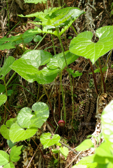 フタバアオイの花 の写真素材 イラスト素材 アマナイメージズ