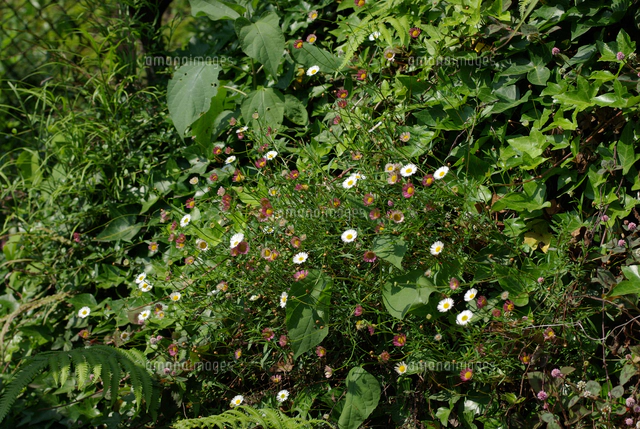 ペラペラヨメナ[32285002924]の写真・イラスト素材｜アマナイメージズ