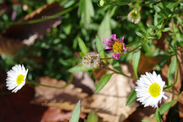 ペラペラヨメナ[32285002924]の写真・イラスト素材｜アマナイメージズ