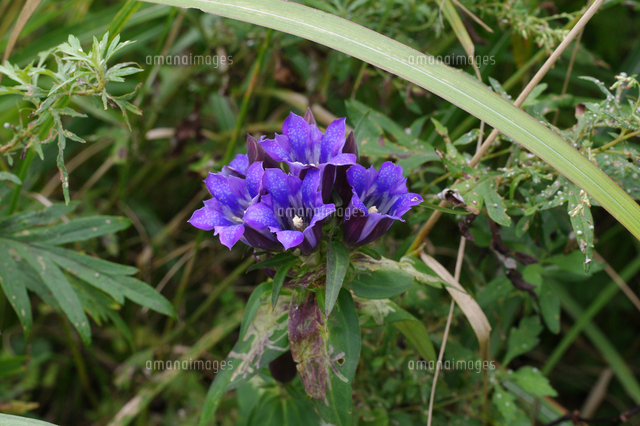 リンドウの花 アップ の写真素材 イラスト素材 アマナイメージズ