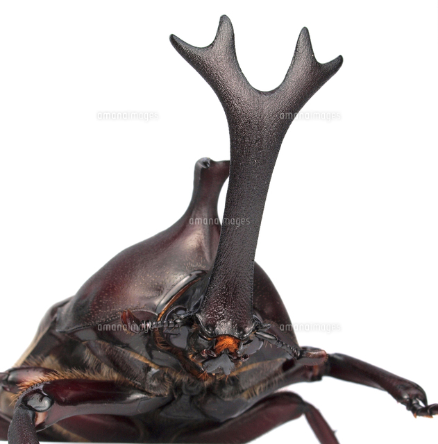 カブトムシのオスの角アップ の写真素材 イラスト素材 アマナイメージズ