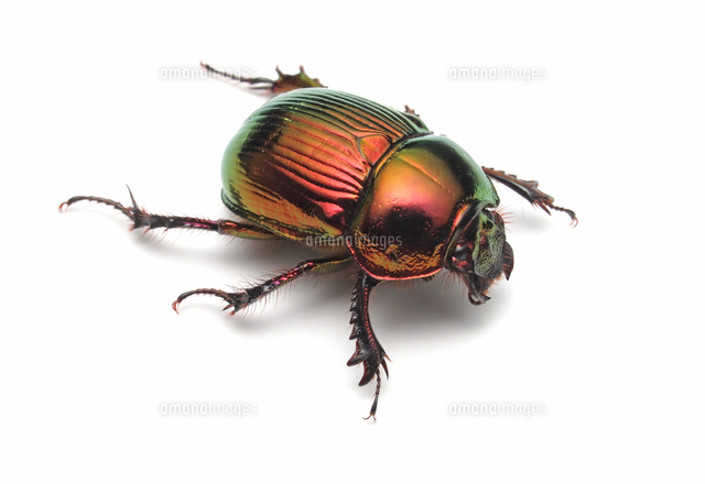 オオセンチコガネ[32287000006]の写真・イラスト素材｜アマナイメージズ