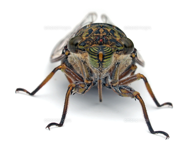 ツクツクボウシ[32287000055]の写真・イラスト素材｜アマナイメージズ