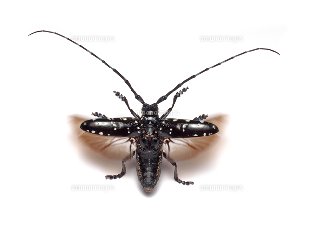ゴマダラカミキリの飛翔 の写真素材 イラスト素材 アマナイメージズ