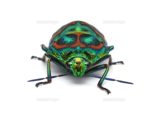 ニシキキンカメムシ[32287000097]の写真・イラスト素材｜アマナイメージズ
