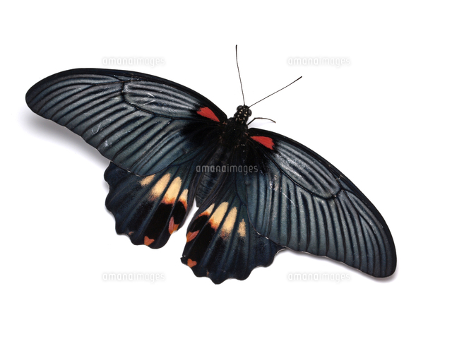 ナガサキアゲハのメス[32287000366]の写真・イラスト素材｜アマナ