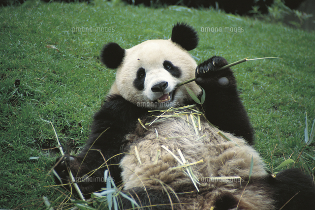 エサのタケを食べるジャイアントパンダ の写真素材 イラスト素材 アマナイメージズ