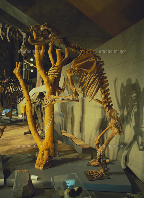 ホラアナグマ 骨格 （5万年前 第四紀更新世）[32294000375]の写真
