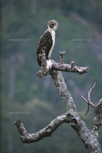 フィリピンワシ　絵画　＜お値段ご相談ください＞ フィリピンワシ 絵画 ＜お値段ご相談ください＞ - メルカリ