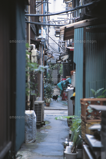 路地裏のネコ の写真素材 イラスト素材 アマナイメージズ