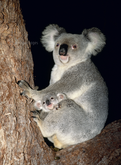 コアラの親子[32294001407]の写真・イラスト素材｜アマナイメージズ