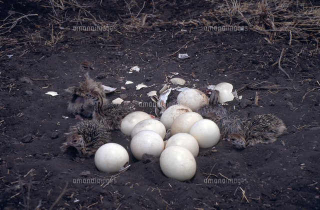 ダチョウの卵と孵化した雛 の写真素材 イラスト素材 アマナイメージズ ダチョウの卵と孵化した雛 の写真素材 イラスト素材 アマナイメージズ