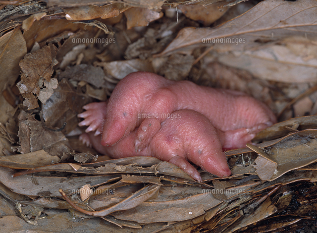 アズマモグラの赤ちゃん の写真素材 イラスト素材 アマナイメージズ