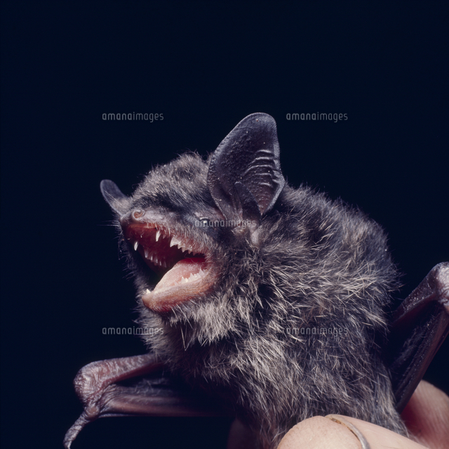 ヒゲツラコウモリのバイオリニスト ヒゲツラコウモリのバイオリニスト