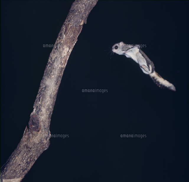 ニホンモモンガ 飛ぶ の写真素材 イラスト素材 アマナイメージズ