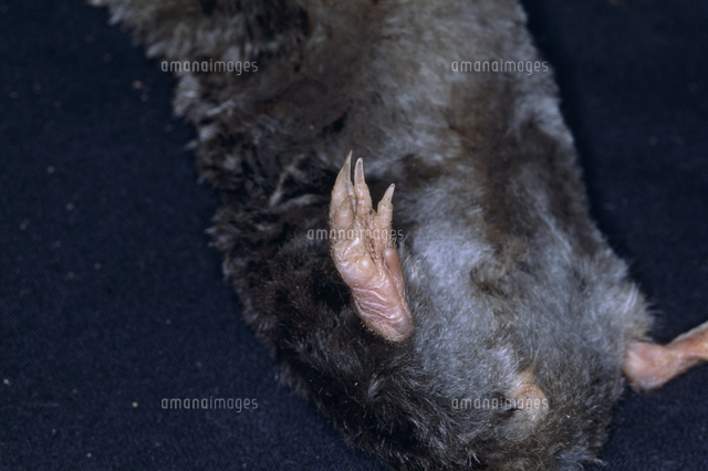 モグラの後ろ足 の写真素材 イラスト素材 アマナイメージズ