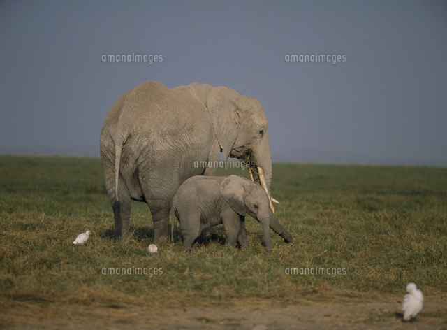 アフリカゾウの親子 の写真素材 イラスト素材 アマナイメージズ