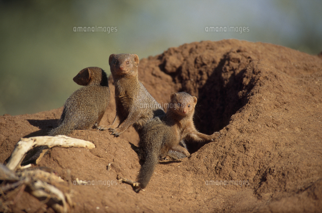 コビトマングース の写真素材 イラスト素材 アマナイメージズ