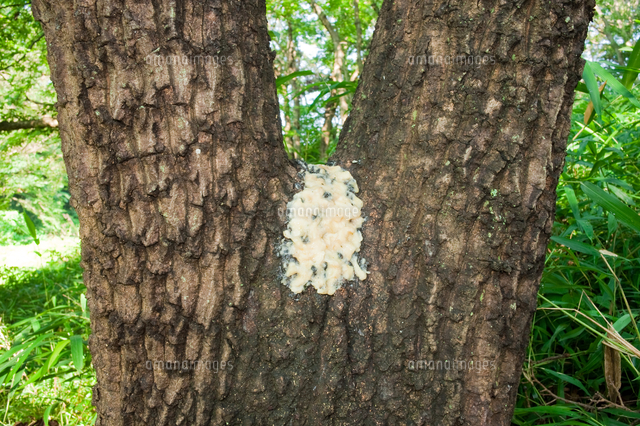 カブトムシやクワガタを集めるバナナトラップ の写真素材 イラスト素材 アマナイメージズ