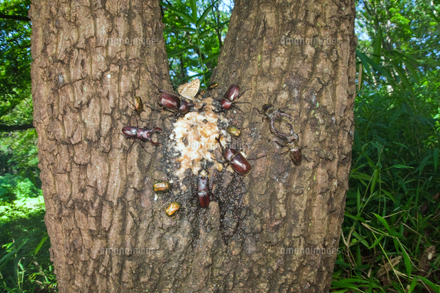 バナナトラップに集まるカブトムシやクワガタ の写真素材 イラスト素材 アマナイメージズ
