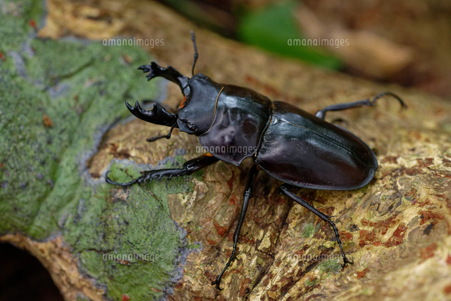 ヤエヤママルバネクワガタの大歯型[32312000572]の写真・イラスト素材