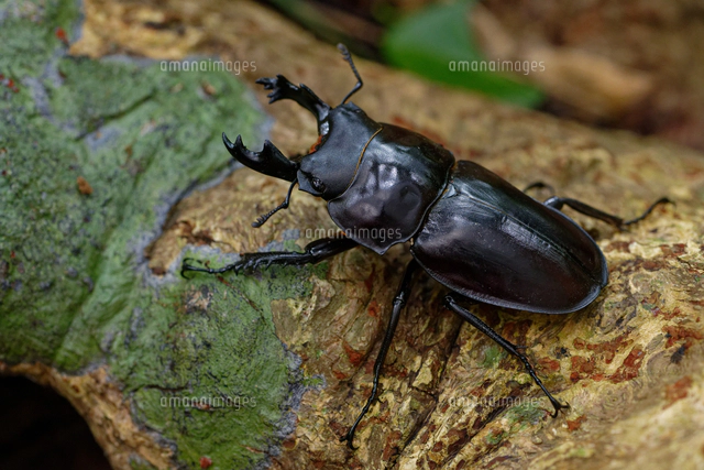 ヤエヤママルバネクワガタ大歯型 大歯】ヤエヤママルバネクワガタ西表島大見謝 ペア ♂55.1mm