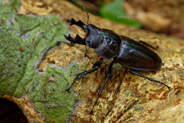 ヤエヤママルバネクワガタ大歯型 ヤエヤママルバネクワガタの大歯型[32312000572]の写真・イラスト素材