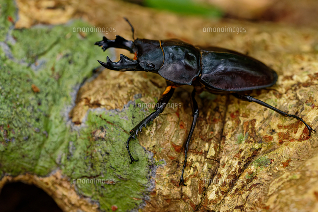 ヤエヤママルバネクワガタの大歯型[32312000576]の写真・イラスト素材
