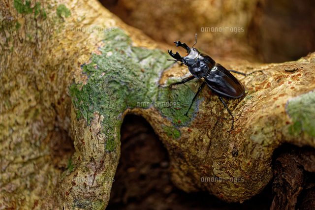 ヤエヤママルバネクワガタの大歯型[32312000572]の写真・イラスト素材