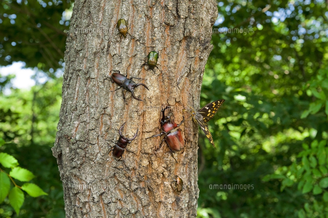 樹液に集まるカブトムシやノコギリクワガタなど[32312000627]の写真