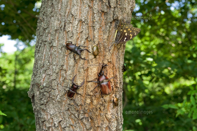 樹液に集まるカブトムシやノコギリクワガタなど[32312000680]の写真