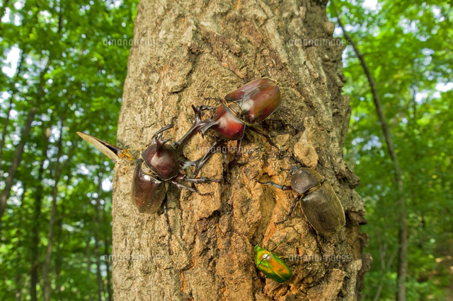 樹液に集まるカブトムシやノコギリクワガタなど[32312000617]の写真