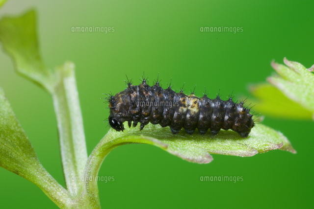 2齢から3齢へ脱皮するキアゲハの幼虫 連続2[32312000988]の写真