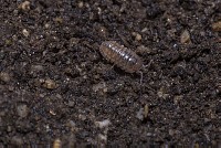 353 ダンゴムシの出版 報道 教育の写真 画像素材 アマナイメージズ