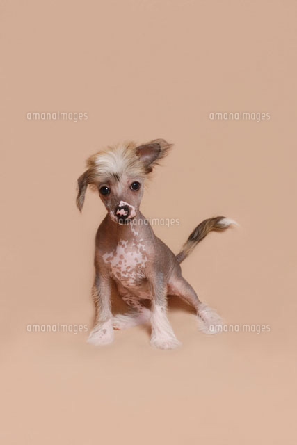 チャイニーズクレステッドの子犬 a の写真素材 イラスト素材 アマナイメージズ