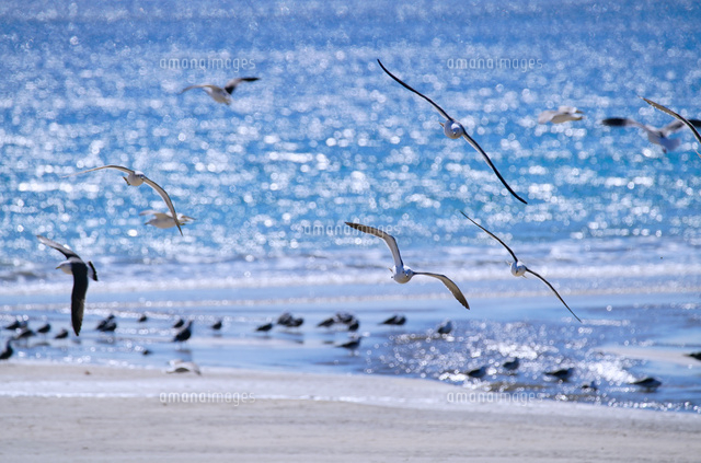 光る海とカモメ の写真素材 イラスト素材 アマナイメージズ 光る海とカモメ の写真素材 イラスト素材 アマナイメージズ