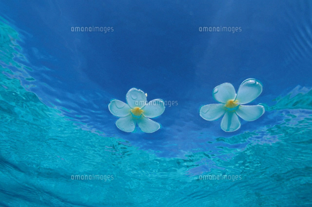 海に浮かぶ3輪の白い花 モルディブ[00253010015]の写真・イラスト素材