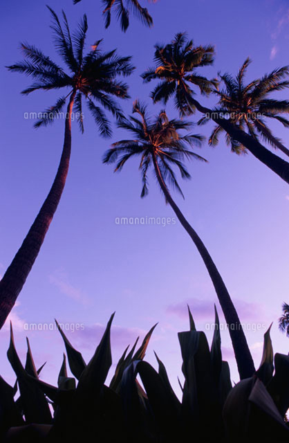 ヤシの木と夕景 タヒチ の写真素材 イラスト素材 アマナイメージズ