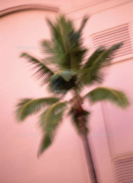 ヤシの木 ハワイ の写真素材 イラスト素材 アマナイメージズ